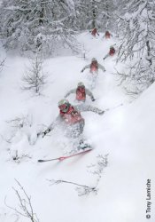 Forest skiing La Grave